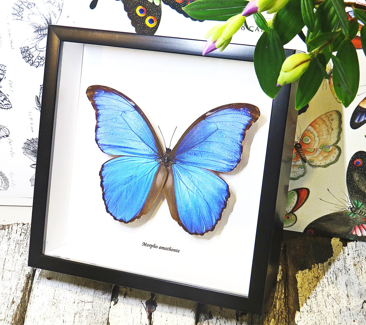 Luna Lovewitch Enchanted Creatures - Morpho Amathonte Butterfly